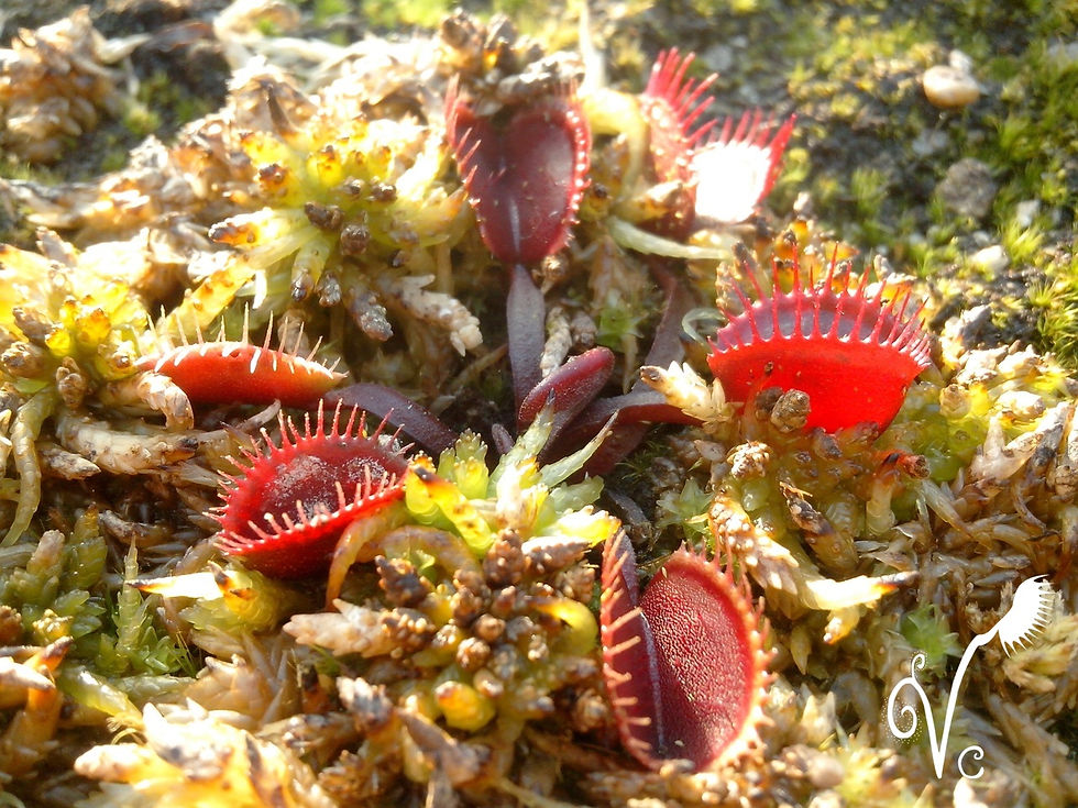 Miniature : Dionaea "Red Cup trap"