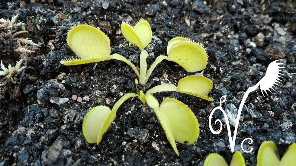 Miniature : Dionaea 'Vc Canari'