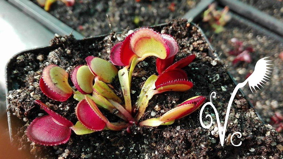 Miniature : Dionaea 'Vc Kakariki'