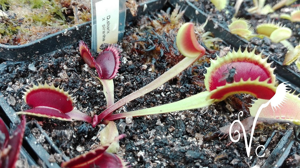 Miniature : Dionaea 'shark x Pirhana'