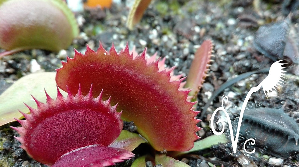 Miniature : Dionaea '005'