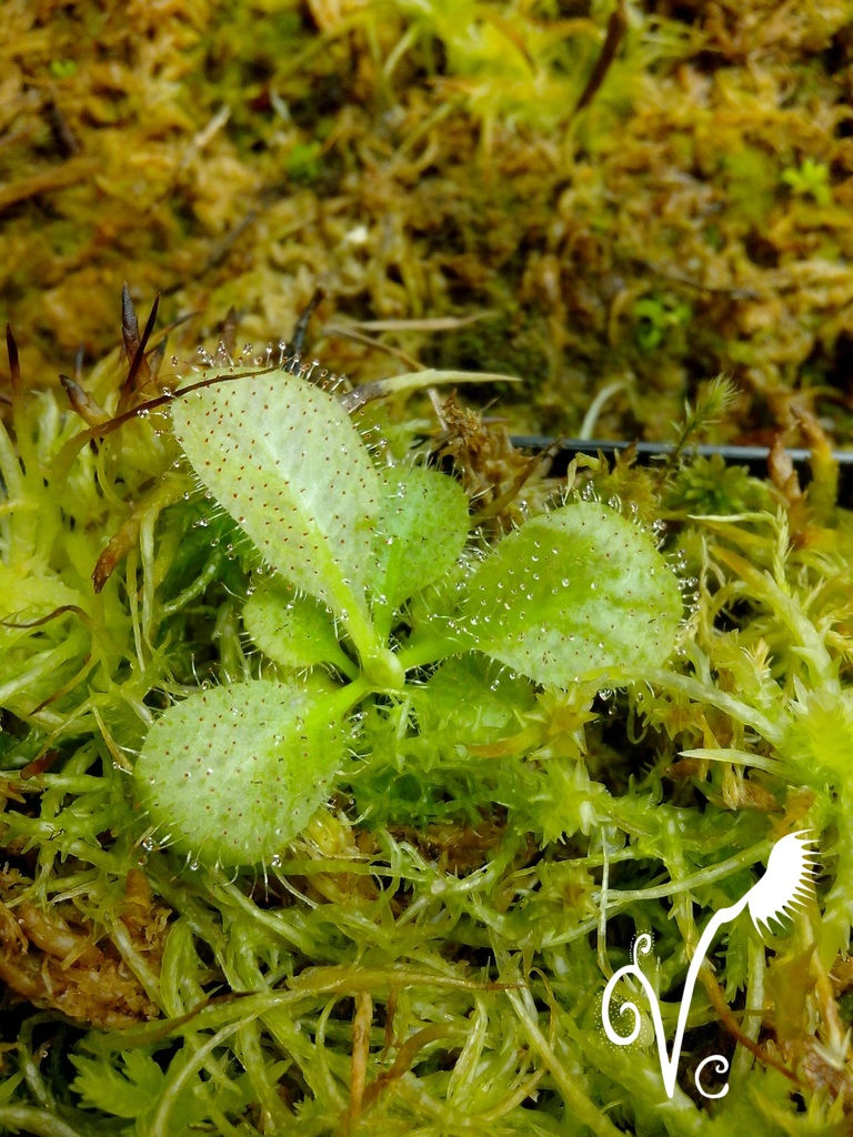 Miniature : Drosera Shizandra