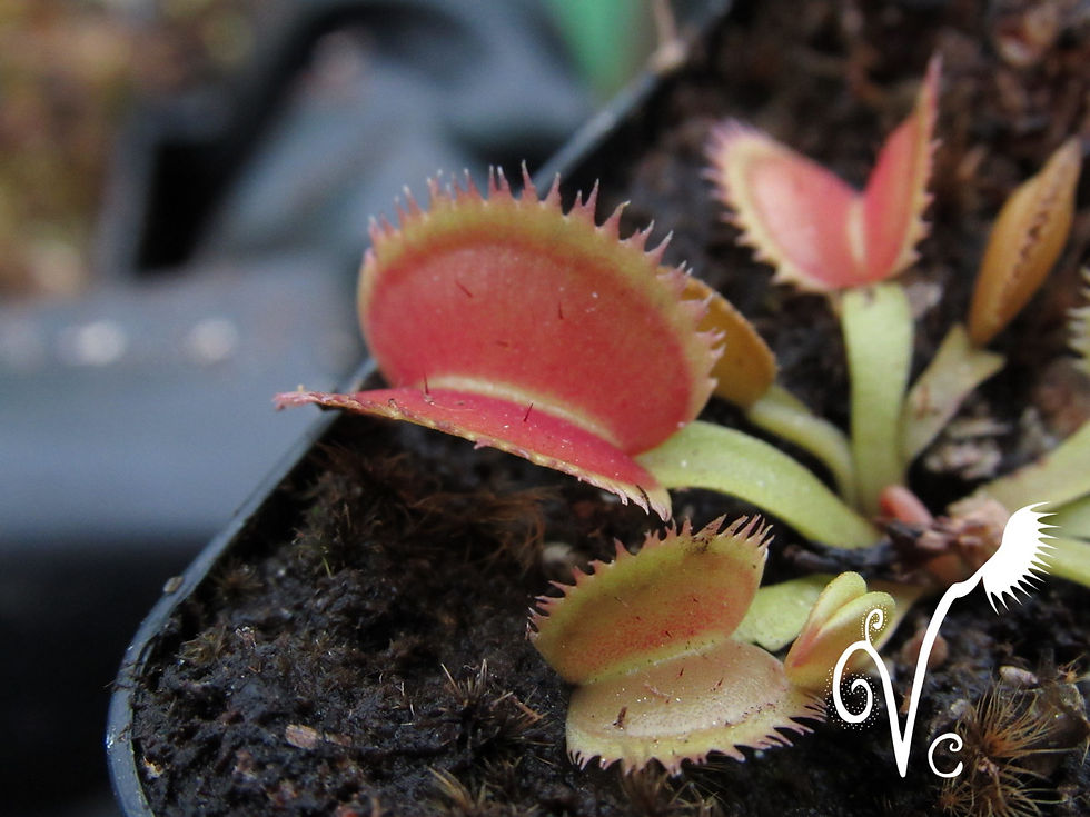 Miniature : Dionaea 'Bistel Tooth x whale' (pale form)