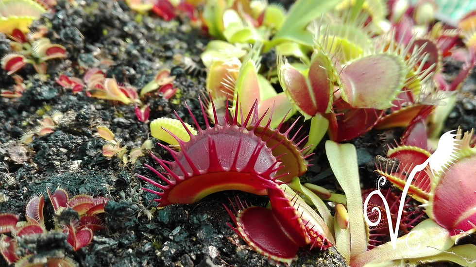 Miniature : Dionaea 'Vc Troll'