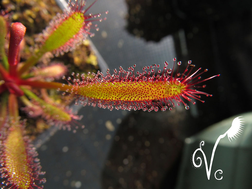 Miniature : Drosera Vc 'Capika'