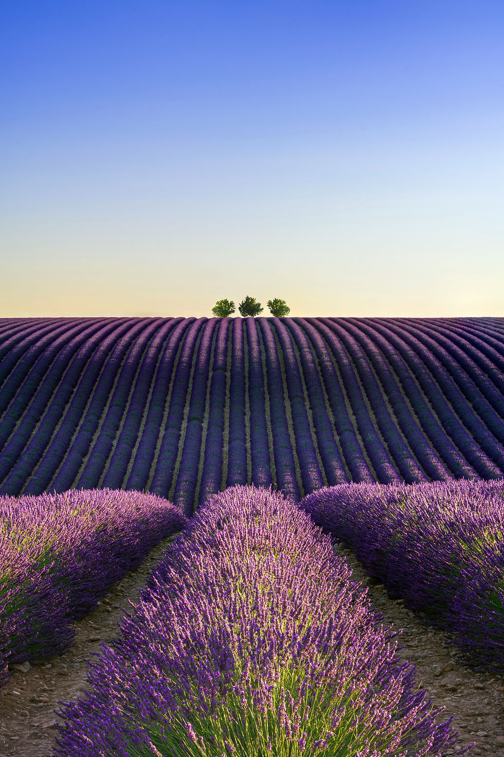 Thumbnail: Provence Magnifique 