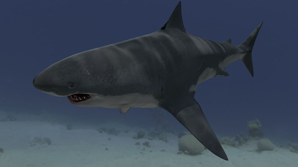 SharkRender Side 2