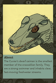 tradingcards-caiman.png