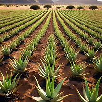 aloe tarla