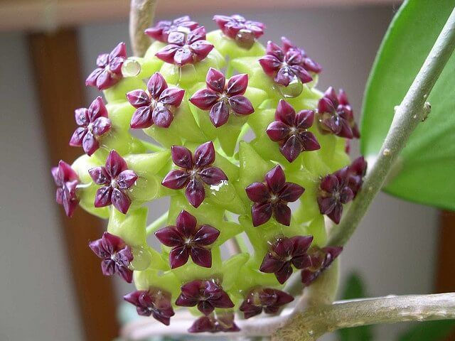 Küçük resim: MUM ÇİÇEĞİ(HOYA CARNOSA) 