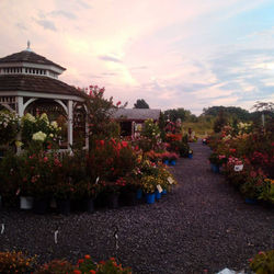 hillsborough at sunset