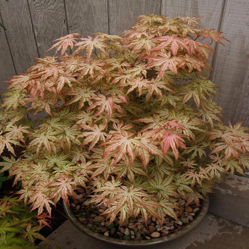 Acer Palmatum (Japanese Maple) 'Peaches & Cream' | bountifulgardens