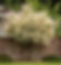 Salix Integra (Dappled Willow) 'Hakuro-Nishiki'
