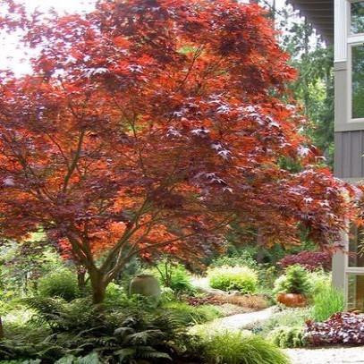 Acer Palmatum (Japanese Maple) 'Bloodgood' | bountifulgardens