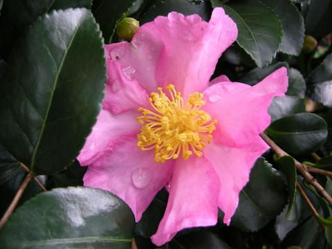 Camellia Japonica (Camellia) 'Long Island Pink'