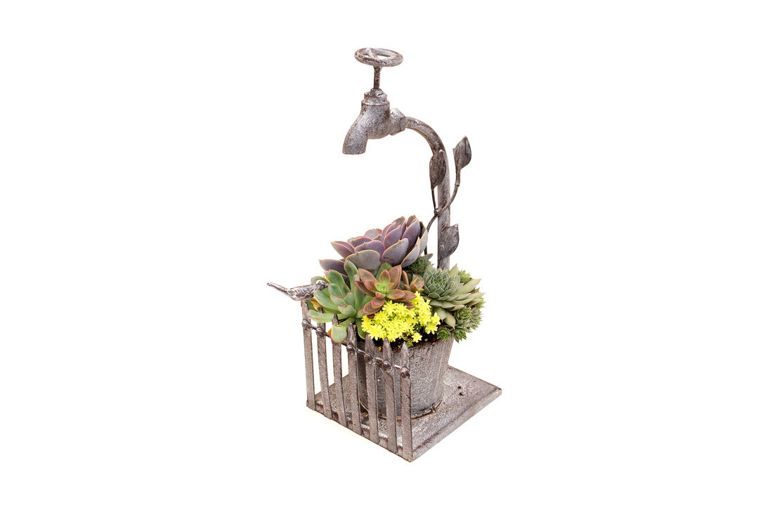 succulent planter arrangement water spigot easy care faucet