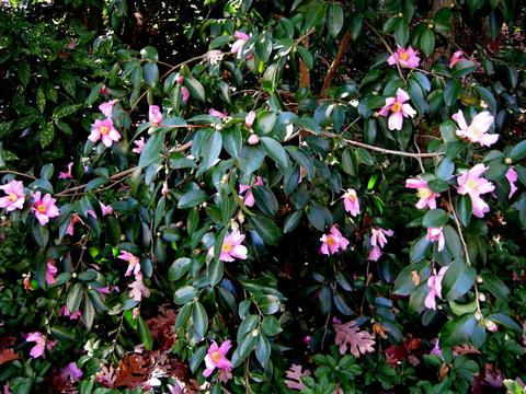 Thumbnail: Camellia Japonica (Camellia) 'Winter Star'