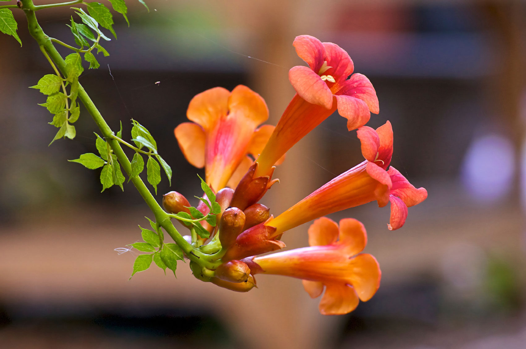 'Orange' Trumpet Vine