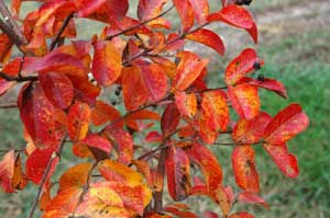 Thumbnail: Crape Myrtle 'Catawba'