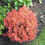 Thumbnail: Berberis Thunbergil 'Admiration' (Barberry)