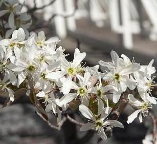 Thumbnail: deciduous amelanchier canadensis shadblow shad blow flowering white service berry serviceberry edible