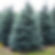 Colorado Spruce (Picea Pungens)