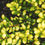 Thumbnail: Ilex Crenata (Japanese Holly) 'Drops of Gold'