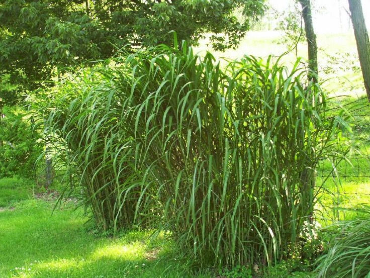 Miscanthus (Giant Silver Grass)
