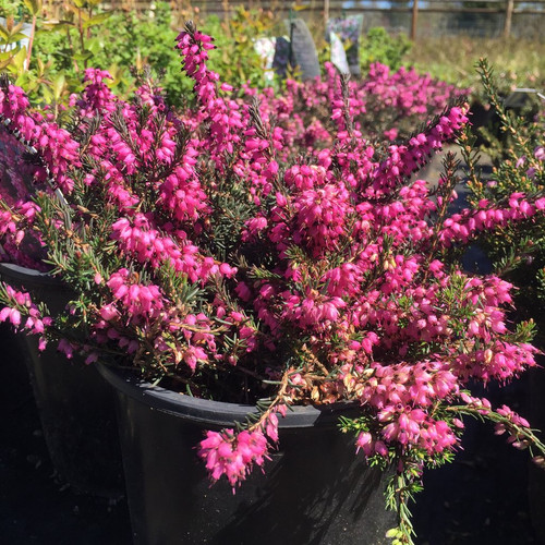Erica x Darleyensis (Heath) 'Kramer's Red' Heath Bountiful Gardens