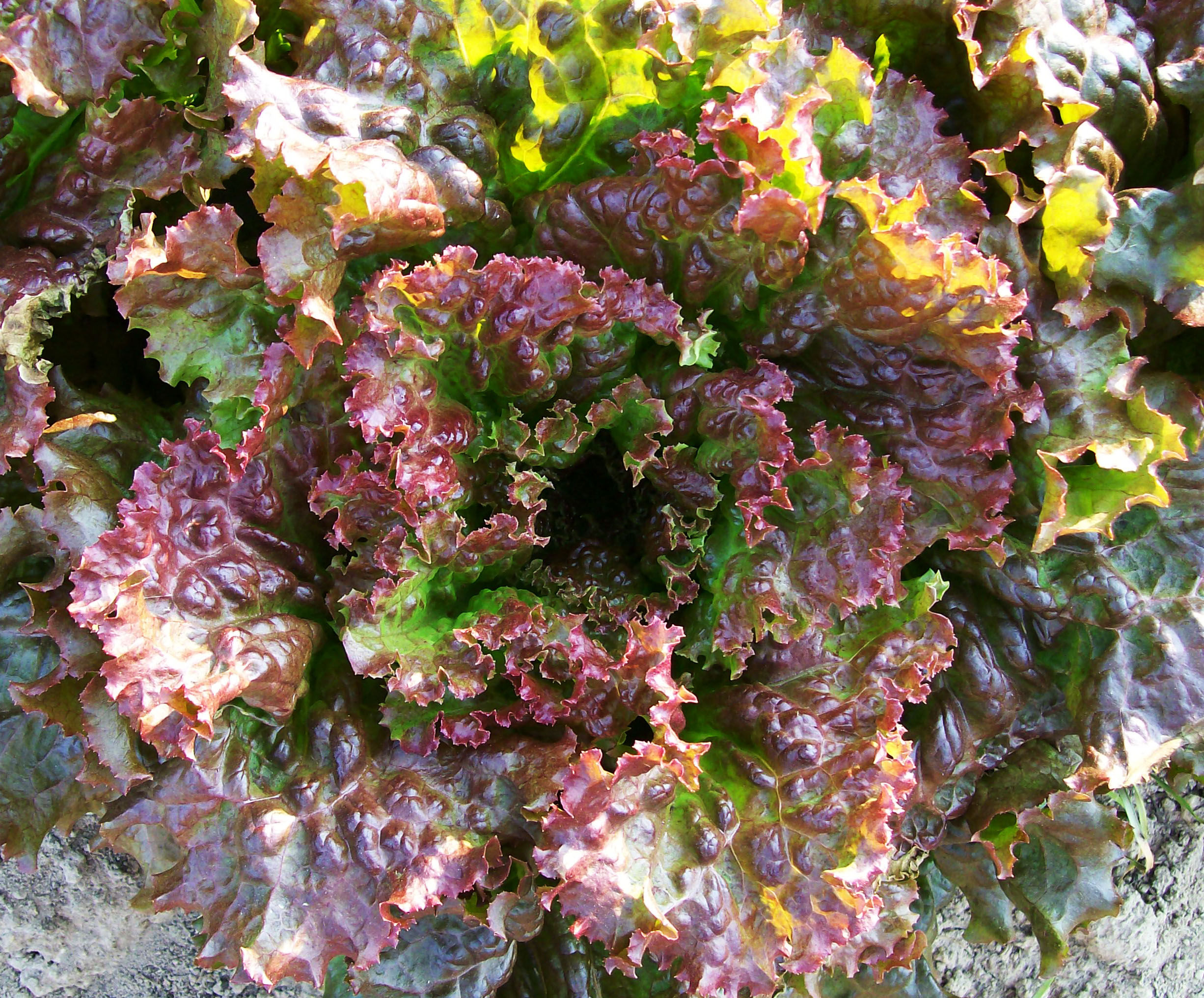 'Red Sails' Lettuce