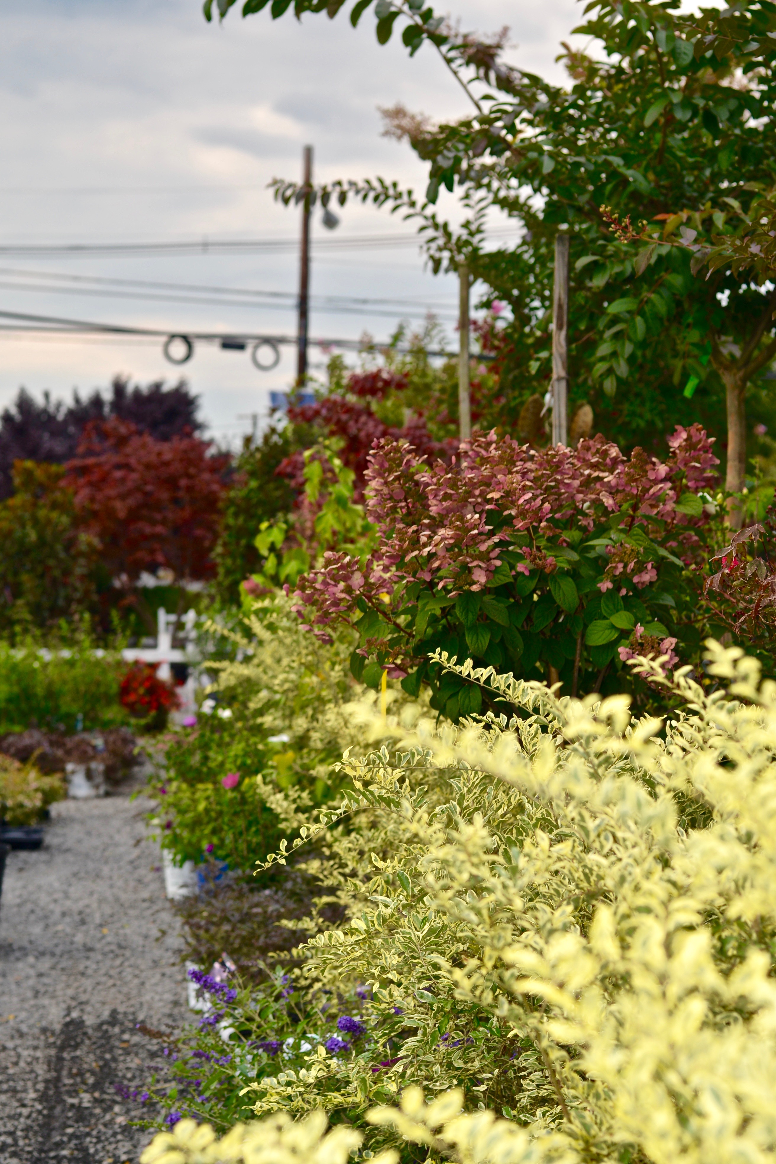 Hillsborough Gallery | bountifulgardens