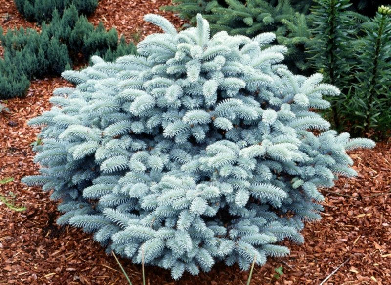 Picea Pungens (Colorado Spruce) 'Nana'