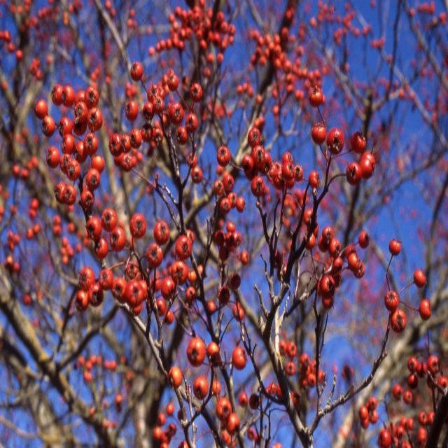 Thumbnail: crataegus viridis hawthorn winter king deciduous specimen white flower burgundy