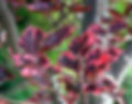 Thumbnail: fagus sylvatica tricolor beech purple specimen deciduous