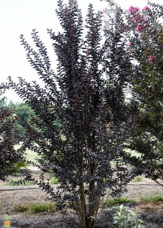 Thumbnail: Crape Myrtle 'Moonlight Magic'