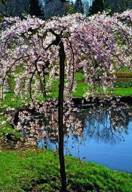 prunus subhirtella double weeping cherry specimen ornamental deciduous pink white flowers abundant profuse bloom