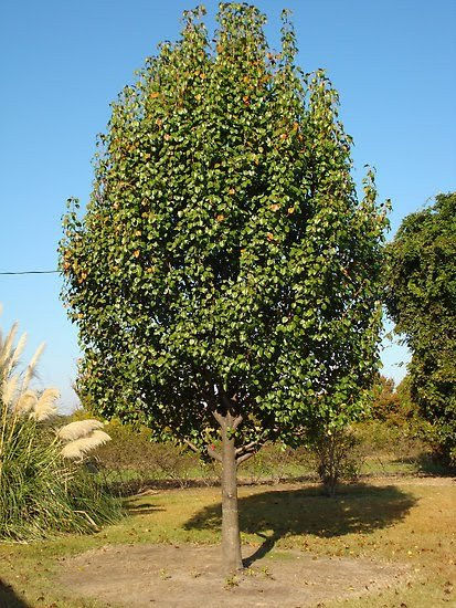 Thumbnail: Pear Tree 'Bartlett'
