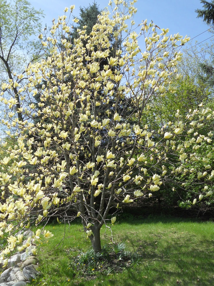 Magnolia 'Butterfly'
