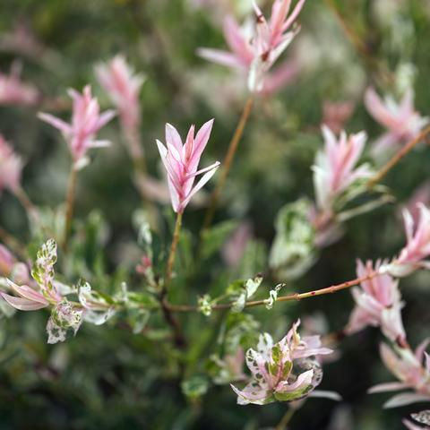 Thumbnail: salix integra dapple willow hakuro nishiki deciduous ornamental specimen white cream green pink blooms