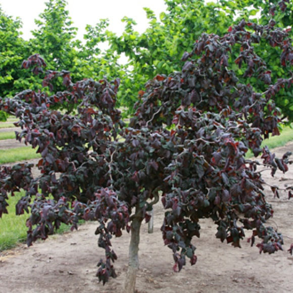 Corylus Avellana 'Red Dragon' (Harry Lauder's Walking Stick)