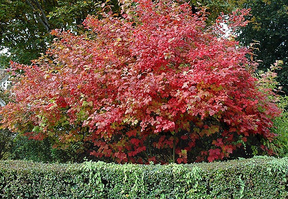 Thumbnail: Viburnum 'European Snowball'