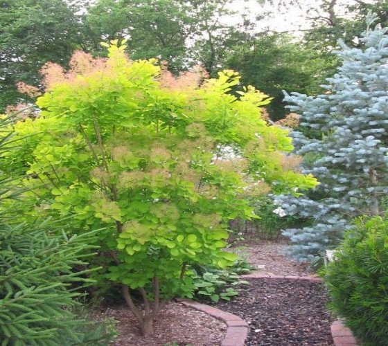 cotinus coggygria golden spirit