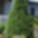 Canadian Hemlock (Tsuga Canadensis)