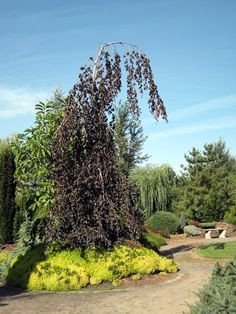 fagus sylvatica weeping purple fountain beech deciduous specimen