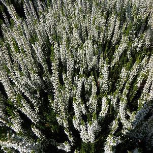 Calluna Vulgaris (Heather) 'Beauty Lady, Veluwe'