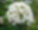 Viburnum 'Carlcephalum'