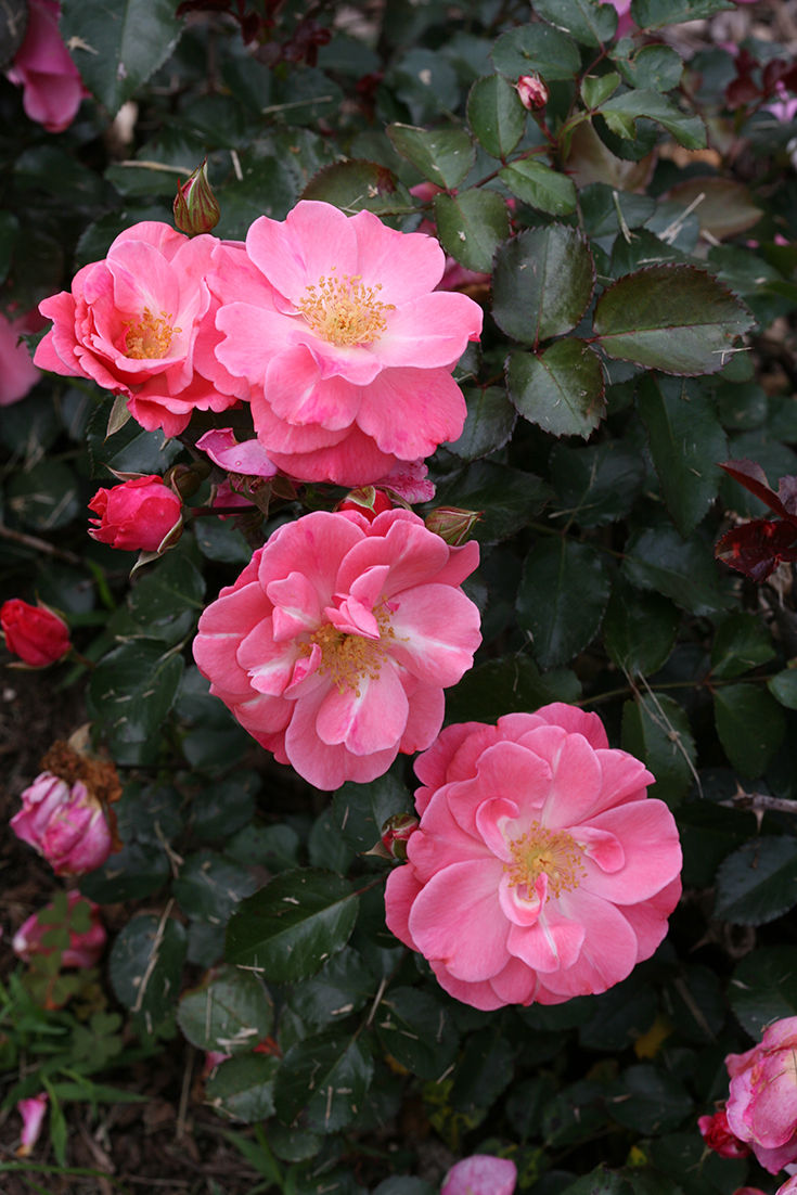 Rose: Oso Easy ‘Pink Cupcake’