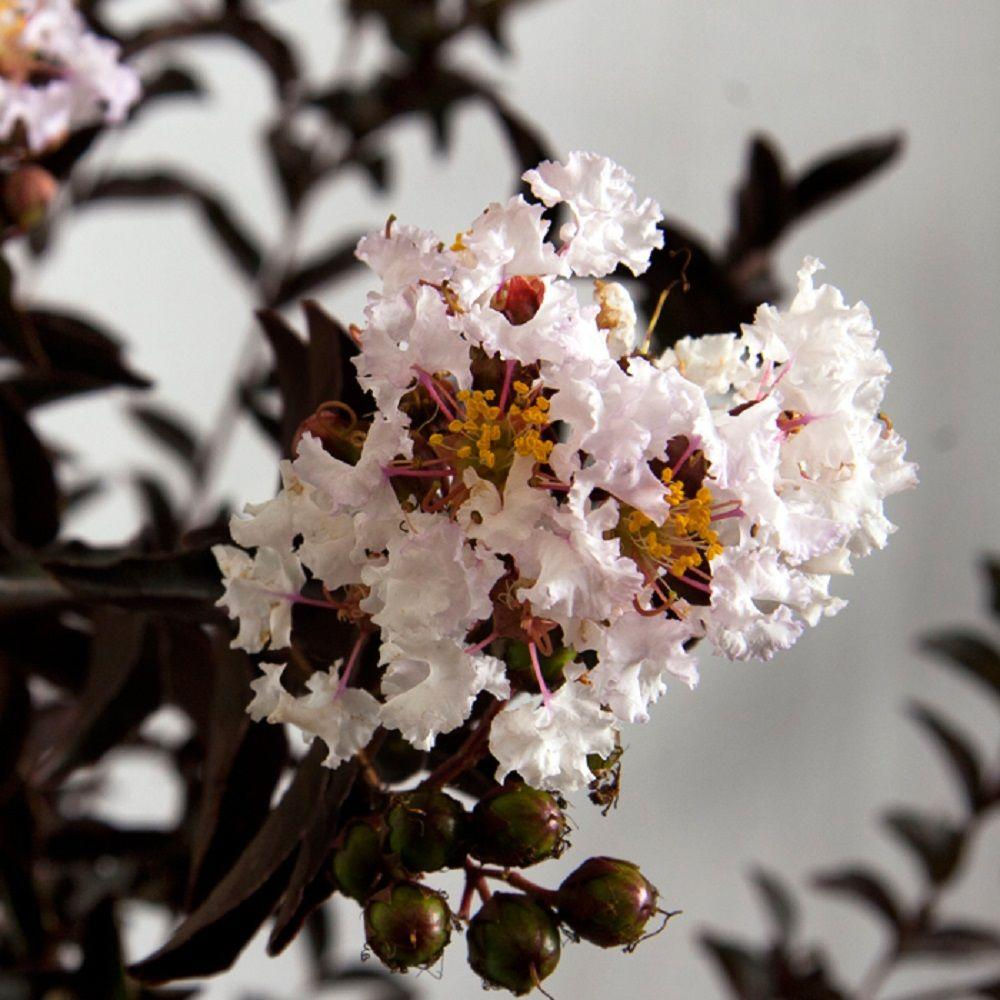 Crape Myrtle 'Moonlight Magic'