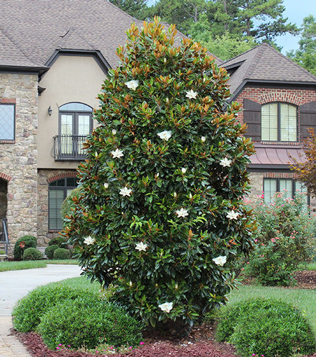 Southern Magnolia 'Little Gem'