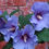 Thumbnail: Hibiscus Syriacus (Rose of Sharon) 'Blue Satin'